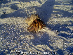 Curious helmet crab by Svetoslav Dimitrov 